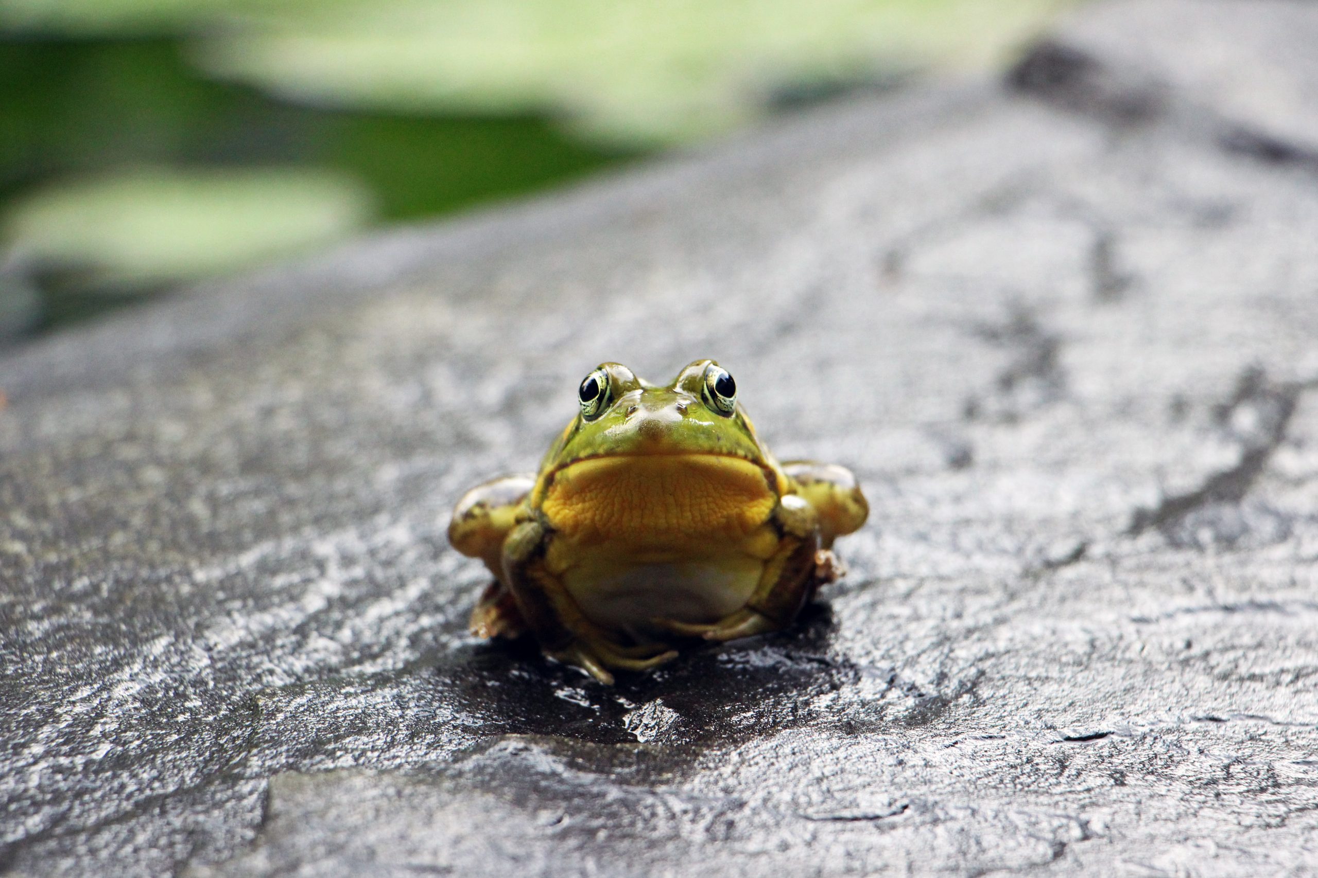 Tick of the Ugly Frog on your insurance to-do list